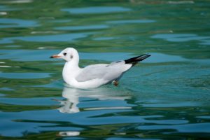 seagull, bird, lake